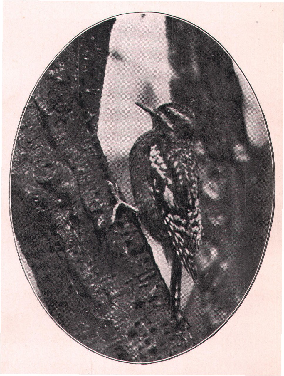 Fig. 259. YOUNG SAPSUCKER.