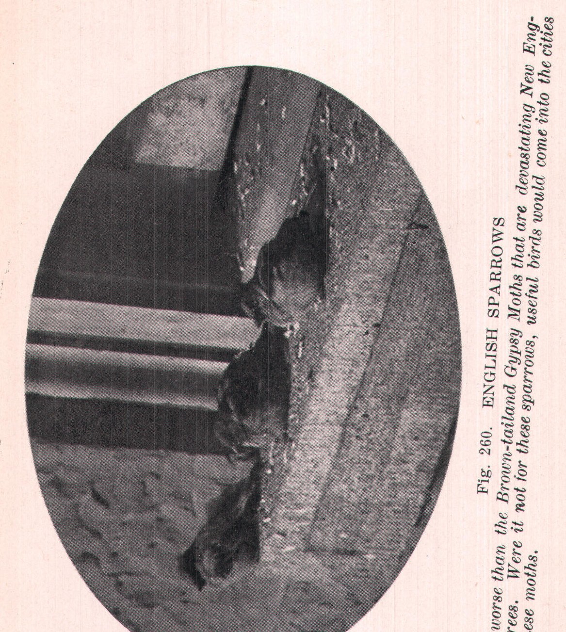 Fig. 260. ENGLISH SPARROWS
