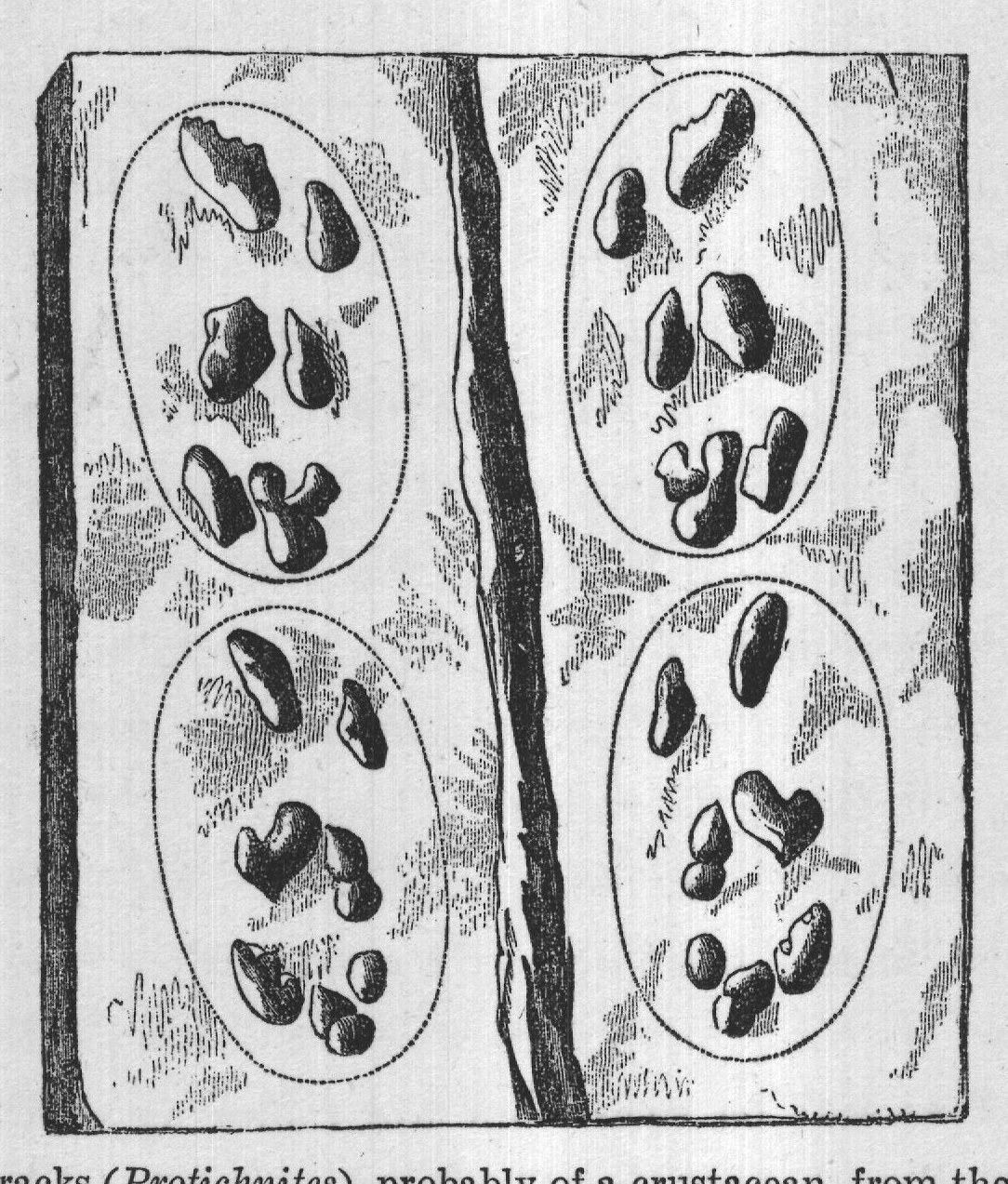 FIG. 1.-Tracks (Protichnites), probably of a crustacean, from the Potsdam