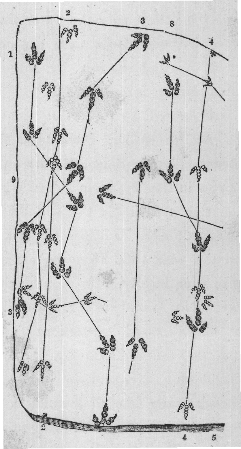 FIG. 3. Portion of a slab of New Red Sandstone, from Turner's Falls,