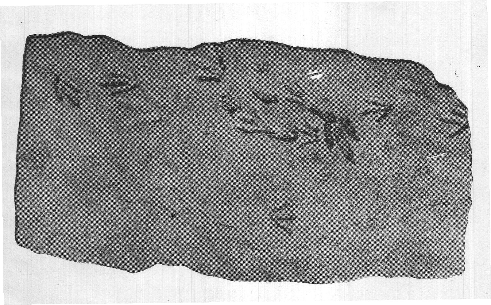 FOOTPRINTS OF DINOSAURS, FROM CONNECTICUT SANDSTONE.