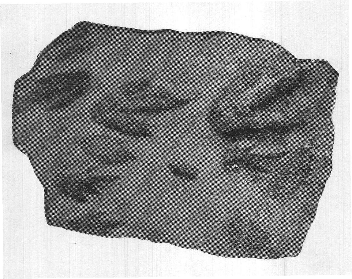 Footprints on the Sands of Time: Hitchcock's — from Extinct Monsters and Creatures of Other Days (1900)