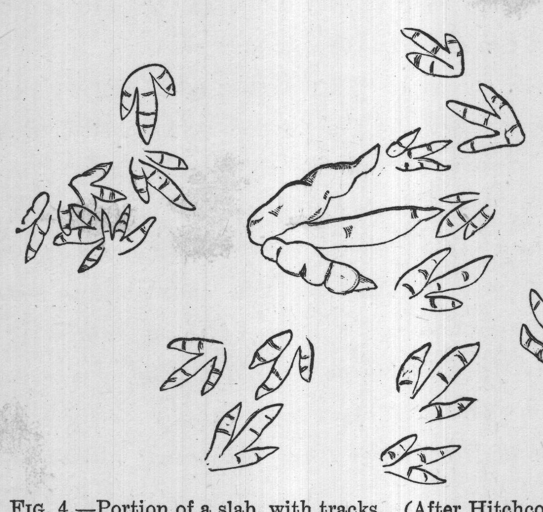 FIG. 4.-Portion of a slab, with tracks. (After Hitchcock.)
