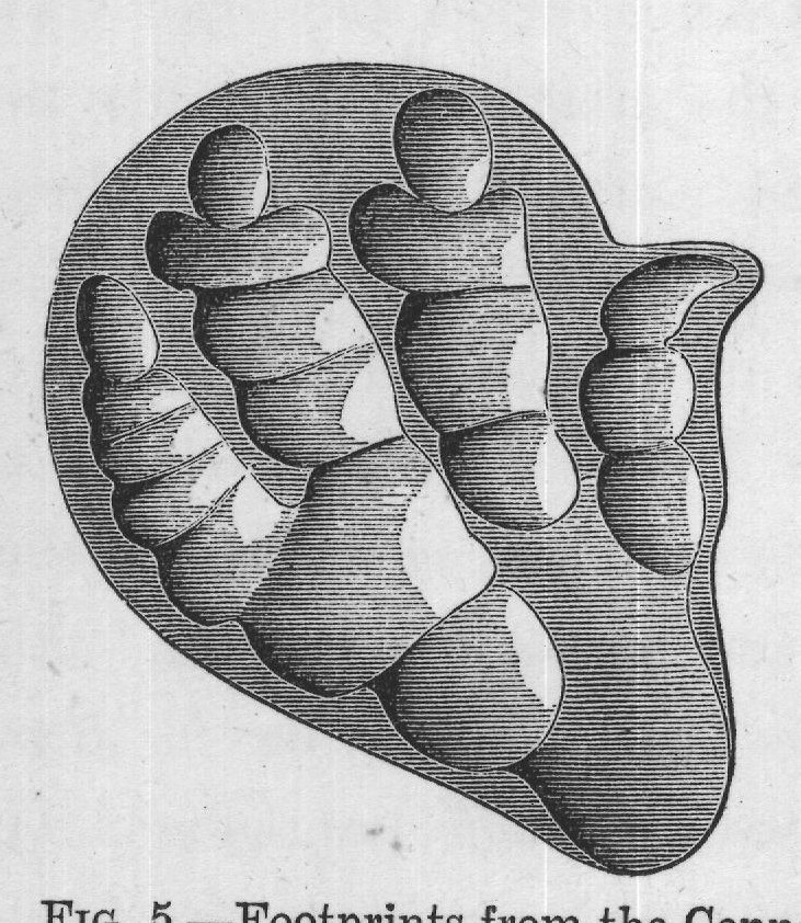 FIG. 5. Footprints from the Connecticut Sandstone. The three tracks in the
