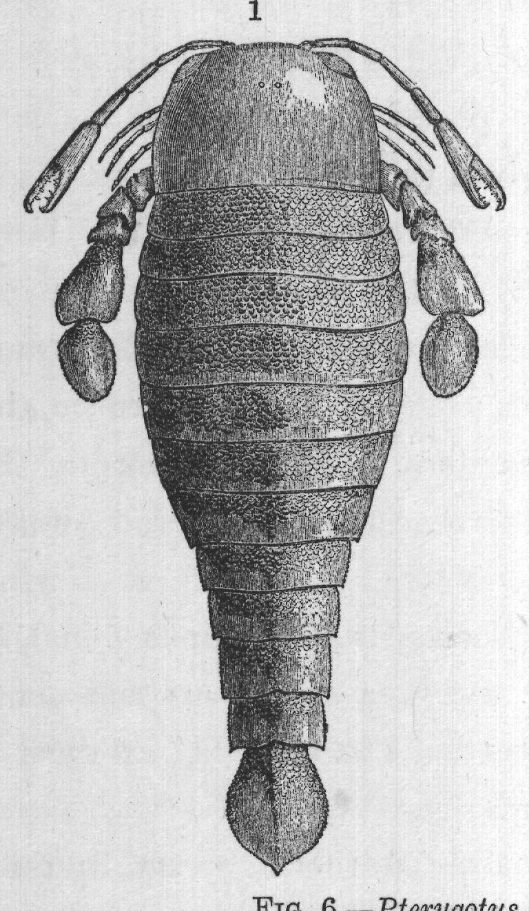 FIG. 6. Pterygotus anglicus, six feet long.