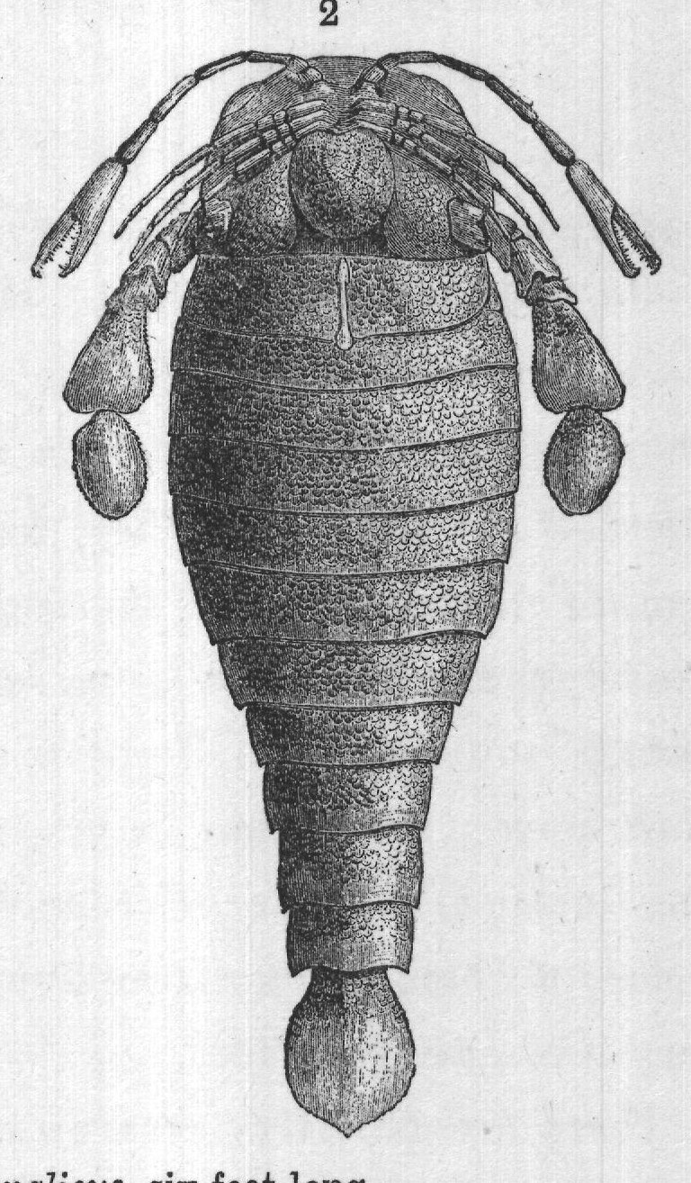 FIG. 6. Pterygotus anglicus, six feet long.