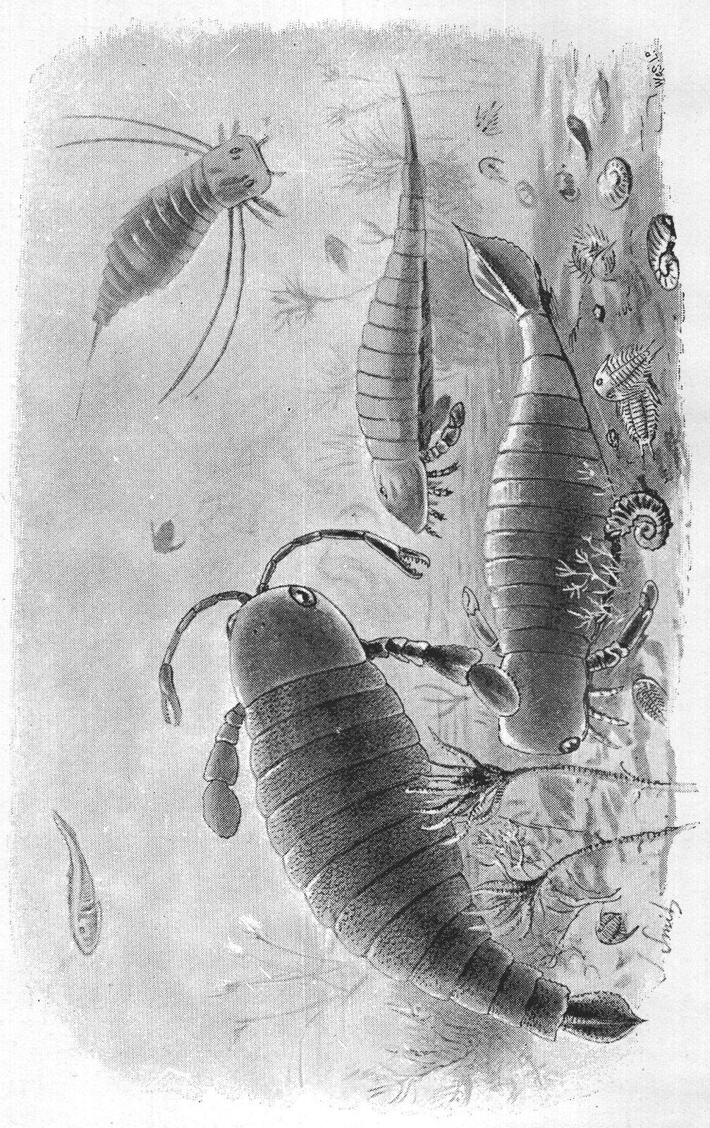 SEA-SCORPIONS.