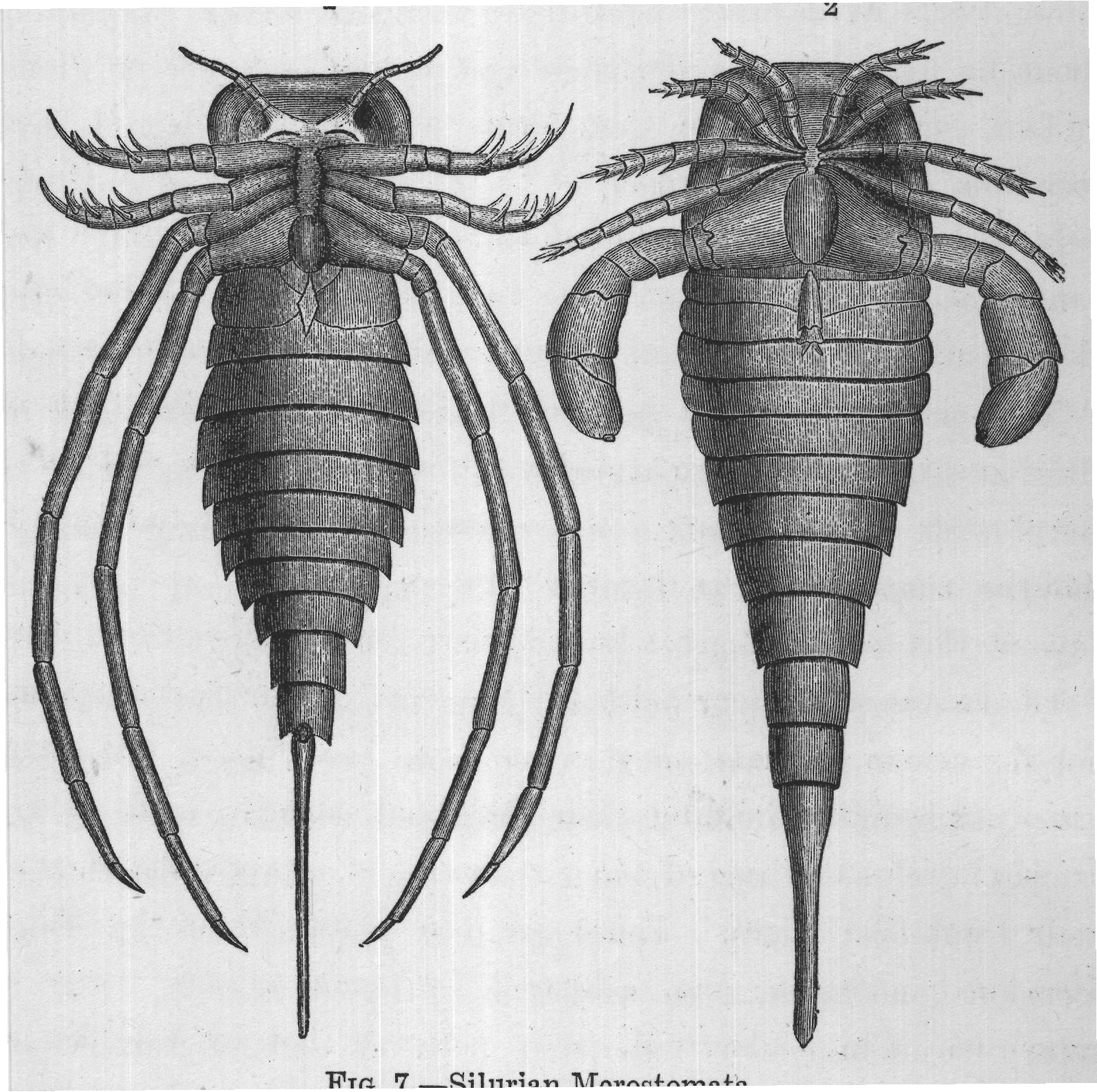 FIG. 7. Silurian Merostomata.