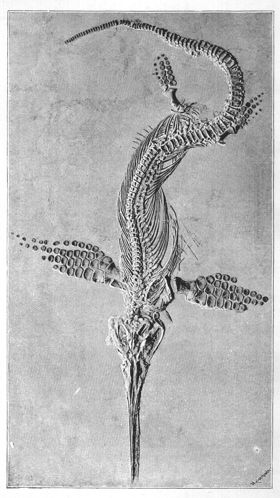 SKELETON OF ICHTHYOSAURUS TENUIROSTRIS IN THE NATURAL HISTORY MUSEUM, LONDON.