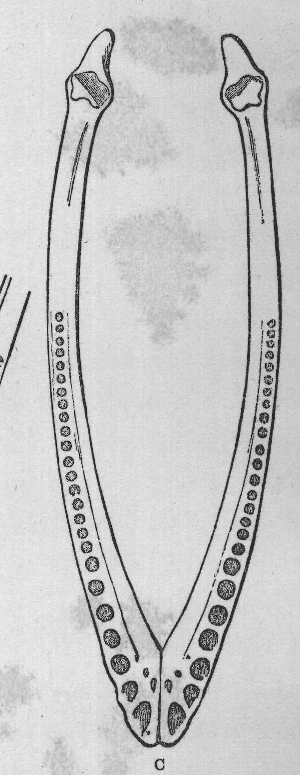 FIG. 13. Mandibles of Sea-lizards. A, Peloneustes philarchus (Seeley); from