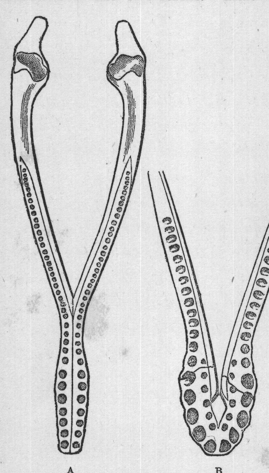 FIG. 13. Mandibles of Sea-lizards. A, Peloneustes philarchus (Seeley); from