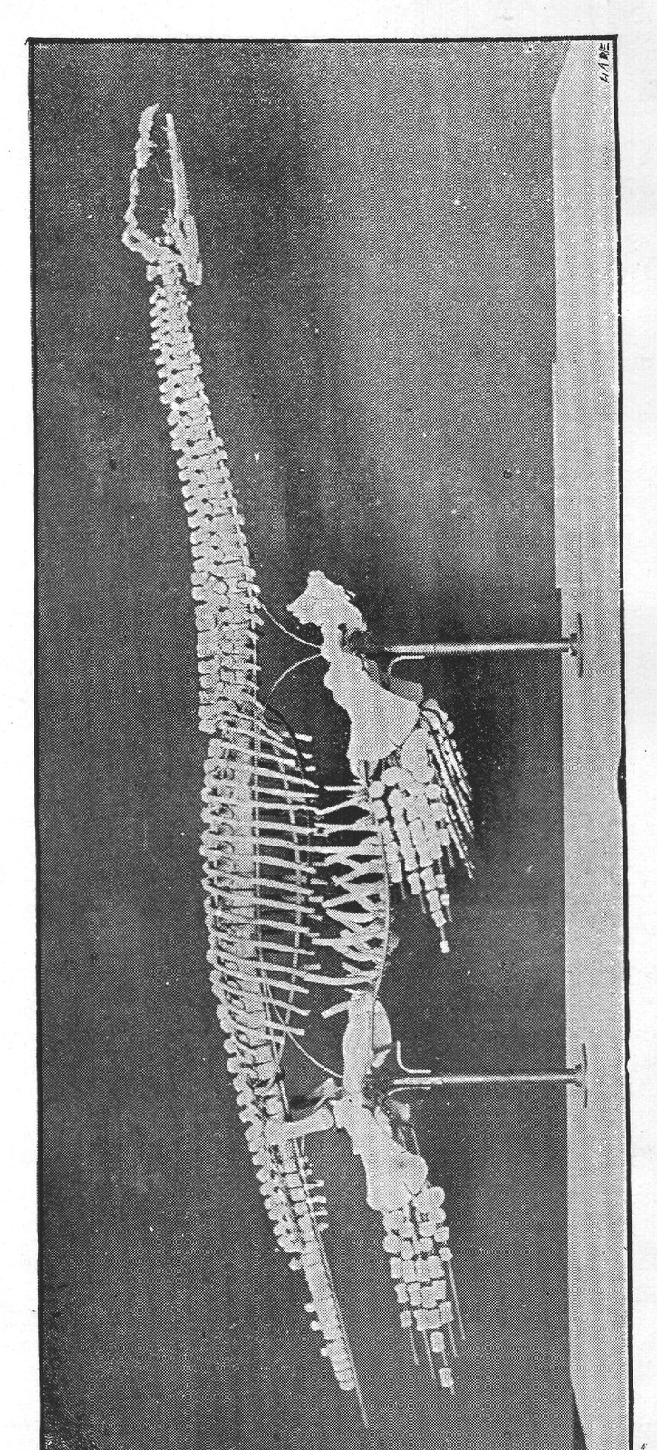 SKELETON OF YOUNG PLESIOSAUR, FROM OXFORD CLAY, NEAR PETERBOROUGH.