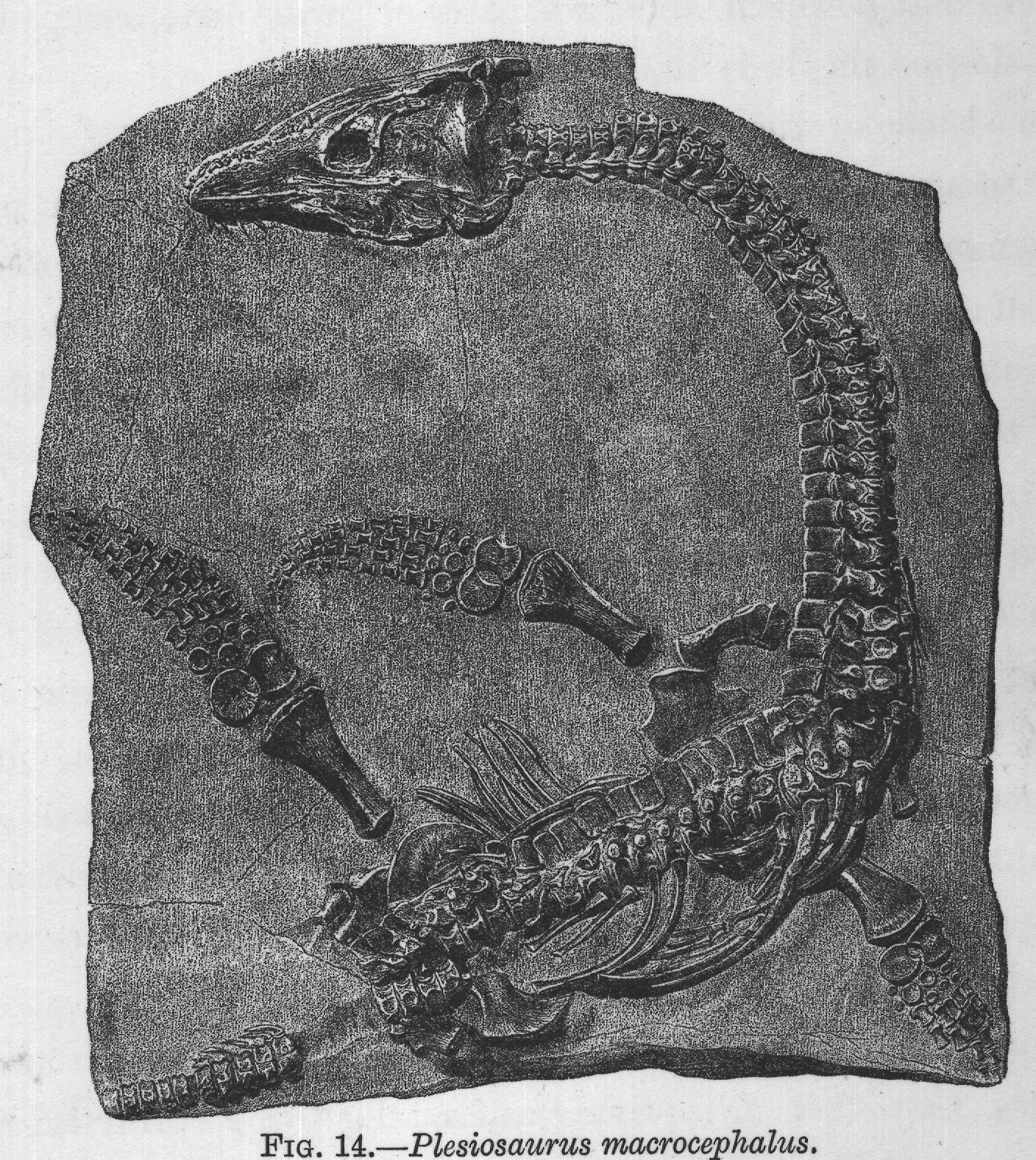 FIG. 14. Plesiosaurus macrocephalus.