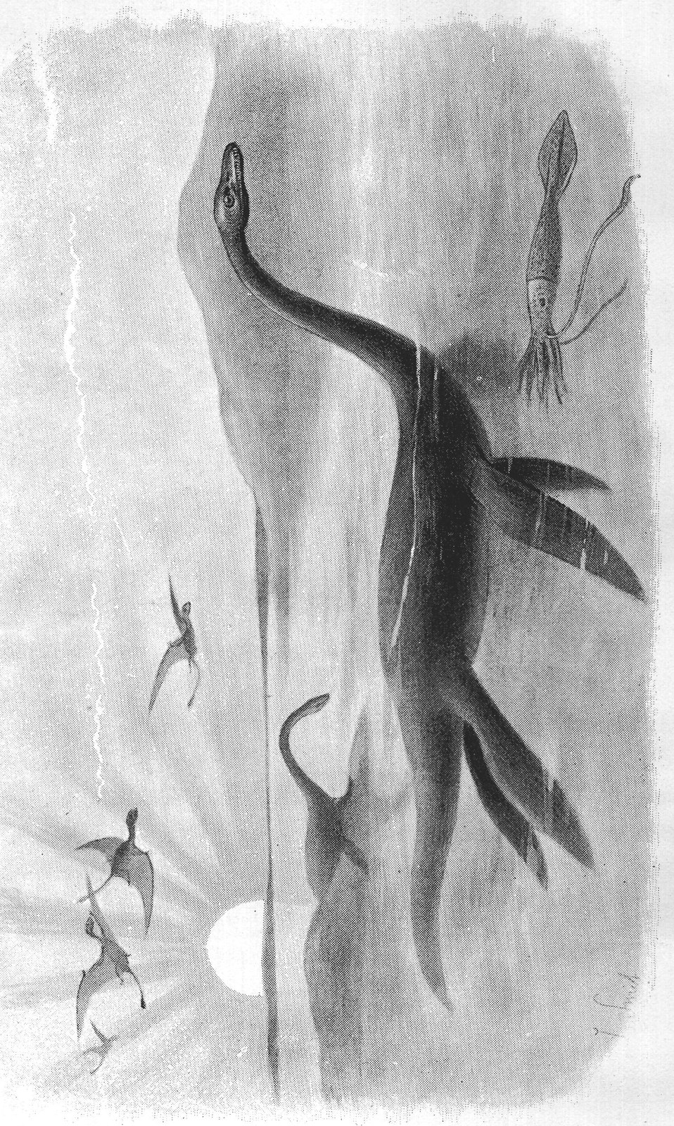 LONG-NECKED SEA-LIZARD.