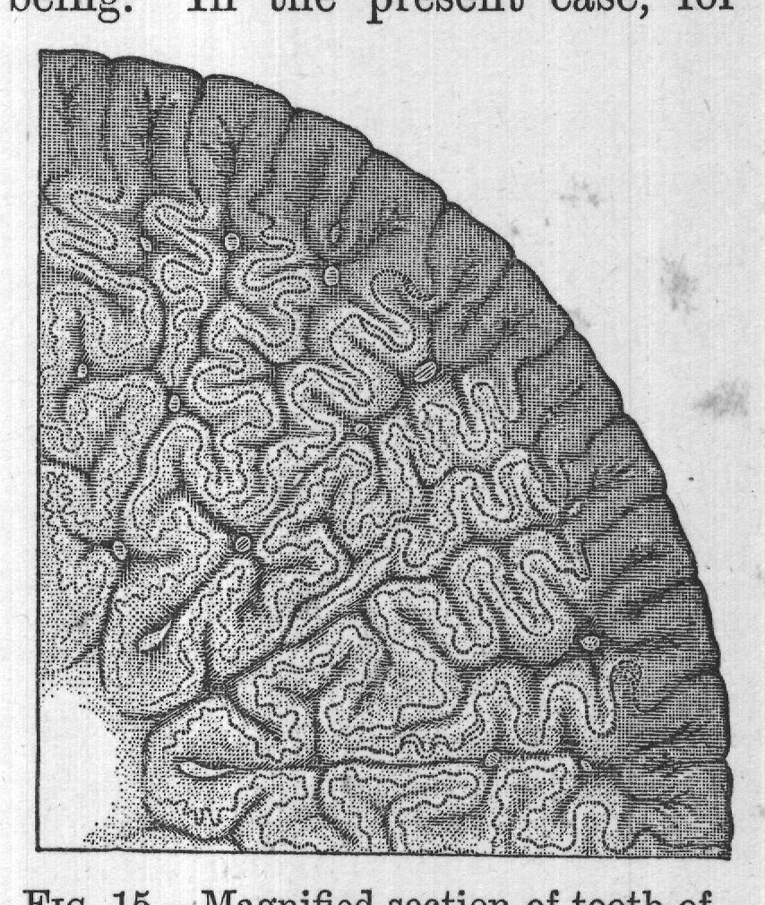 rinthodonts retained the gills FIG. 15. - Magnified section of tooth of