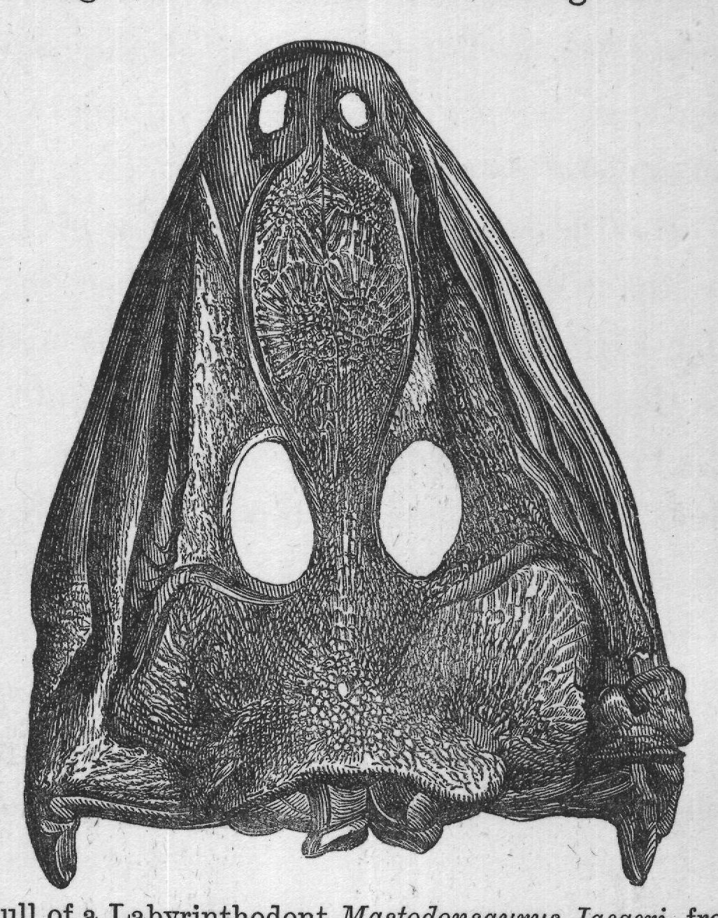 FIG. 16.-Skull of a Labyrinthodont Mastodonsaurus Jaegeri, from New Red