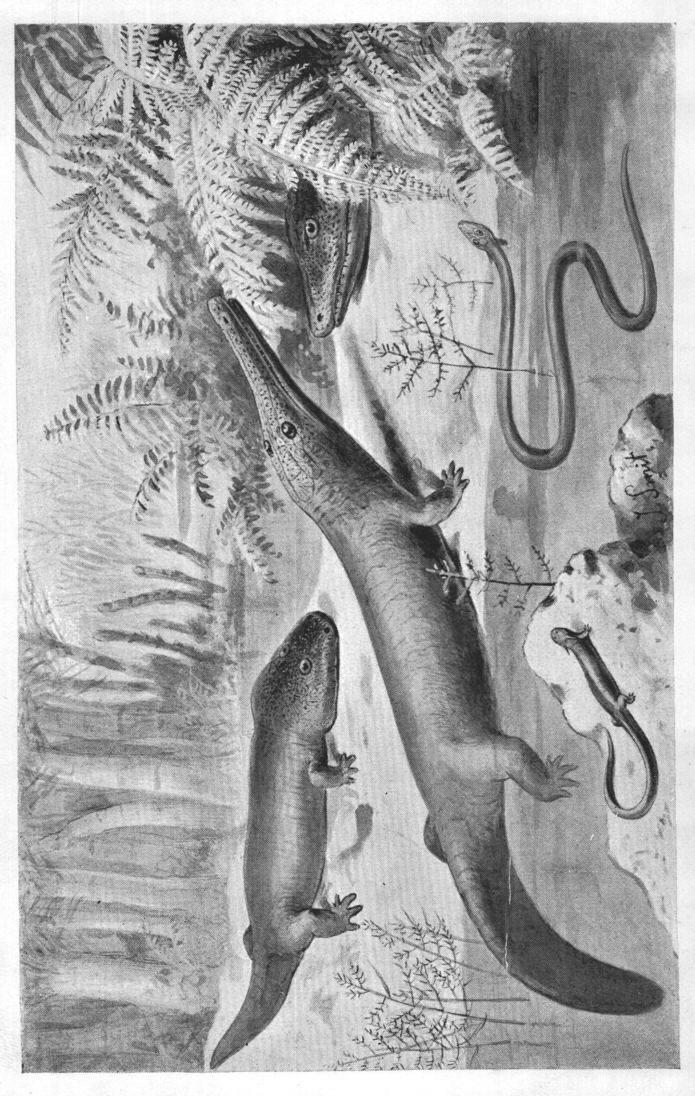 AMPHIBIANS OF THE COAL-FOREST AND PERMIAN PERIODS.