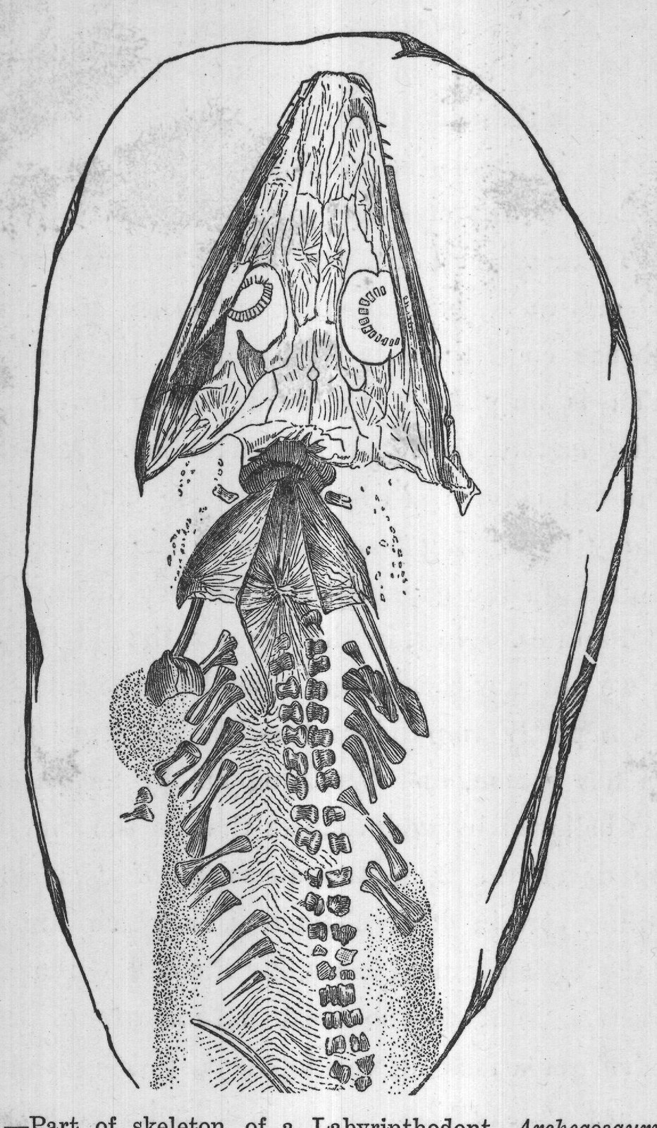 FIG. 17. Part of skeleton of a Labyrinthodont, Archegosaurus Decheni,