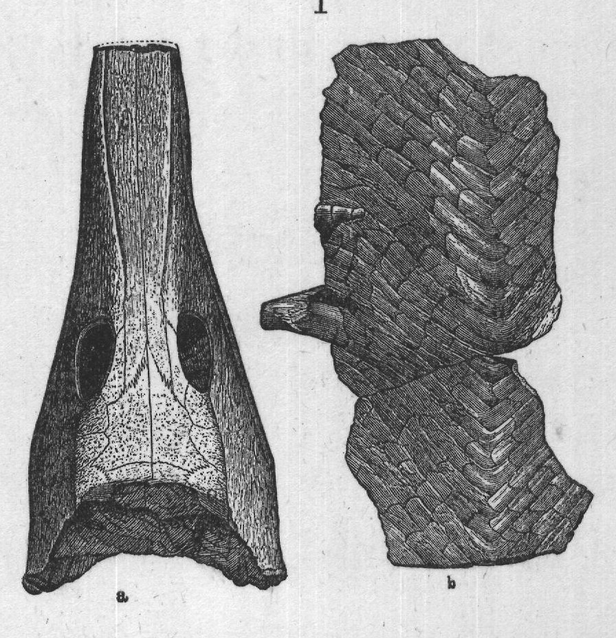 some specimens which were of quite a different character, and