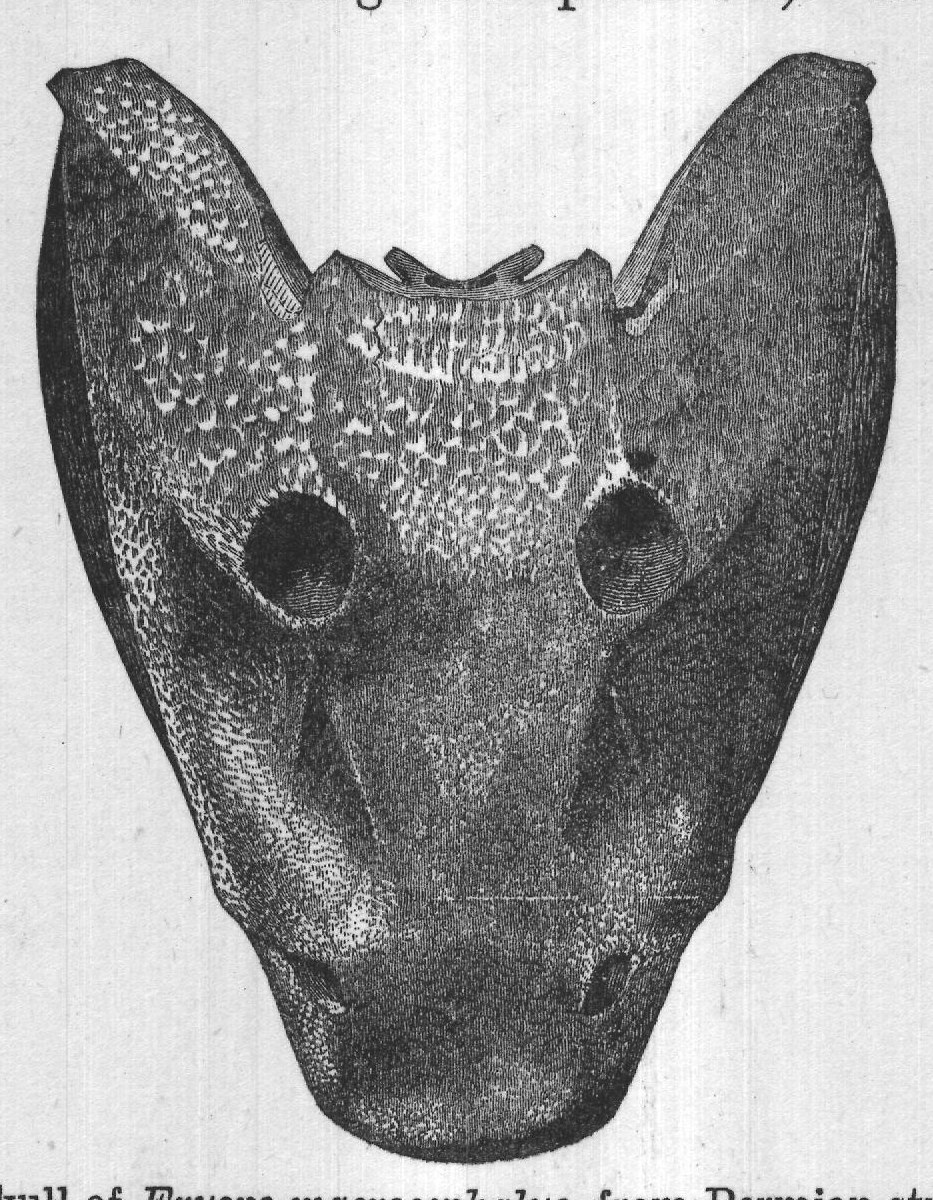 FIG. 20. Skull of Eryops macrocephalus, from Permian strata, Texas.