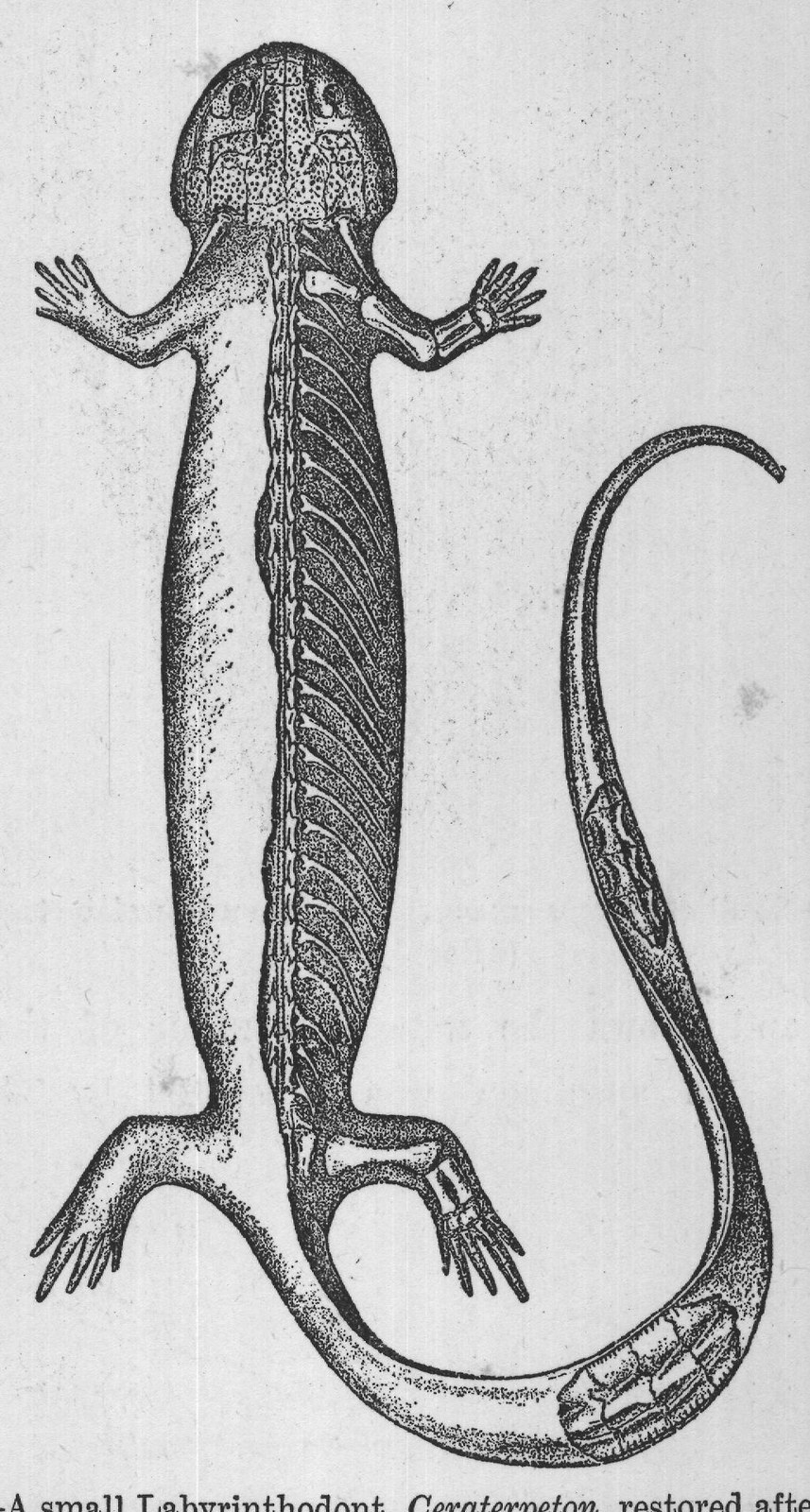 FIG. 22. A small Labyrinthodont, Ceraterpeton, restored after Fritsch,