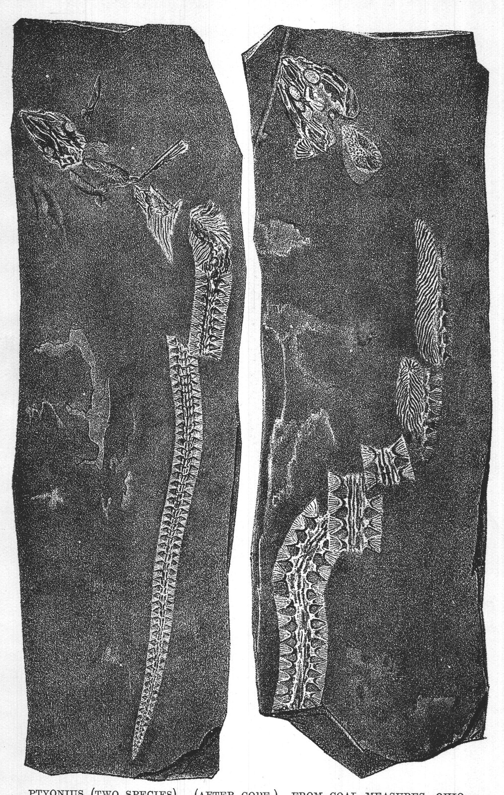 PTYONIUS (TWO SPECIES). (AFTER COPE.) FROM COAL MEASURES, OHIO.