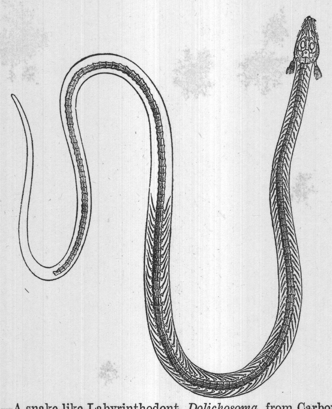 FIG. 23. A snake-like Labyrinthodont, Dolichosoma, from Carboniferous