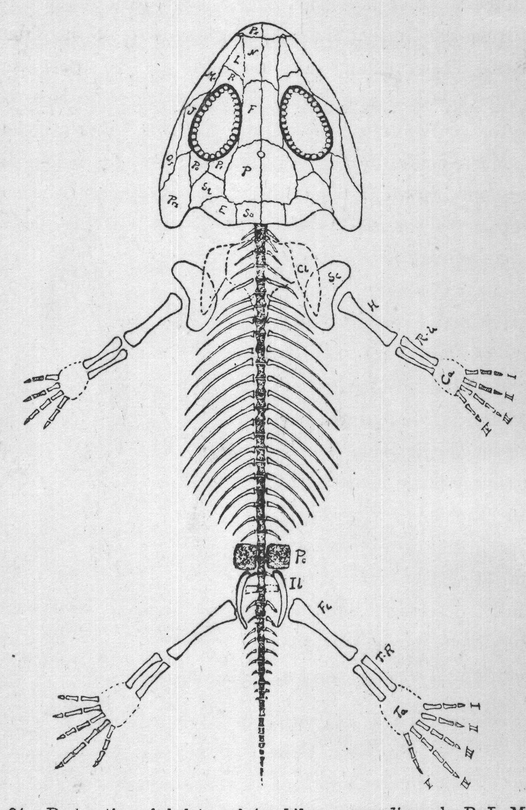 FIG. 24. Restoration of skeleton of Amphibamus grandiceps, by R. L. Moodie.