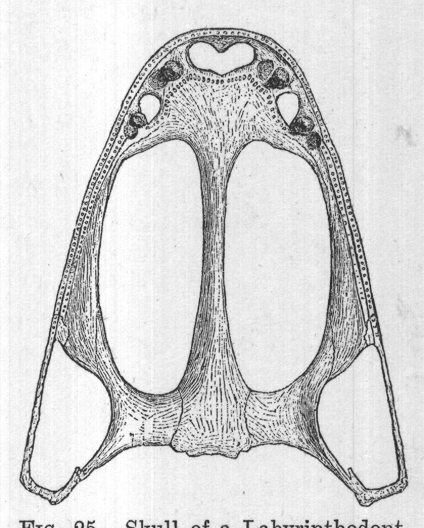 what fully described. Recent FIG. 25. -Skull of a Labyrinthodont,