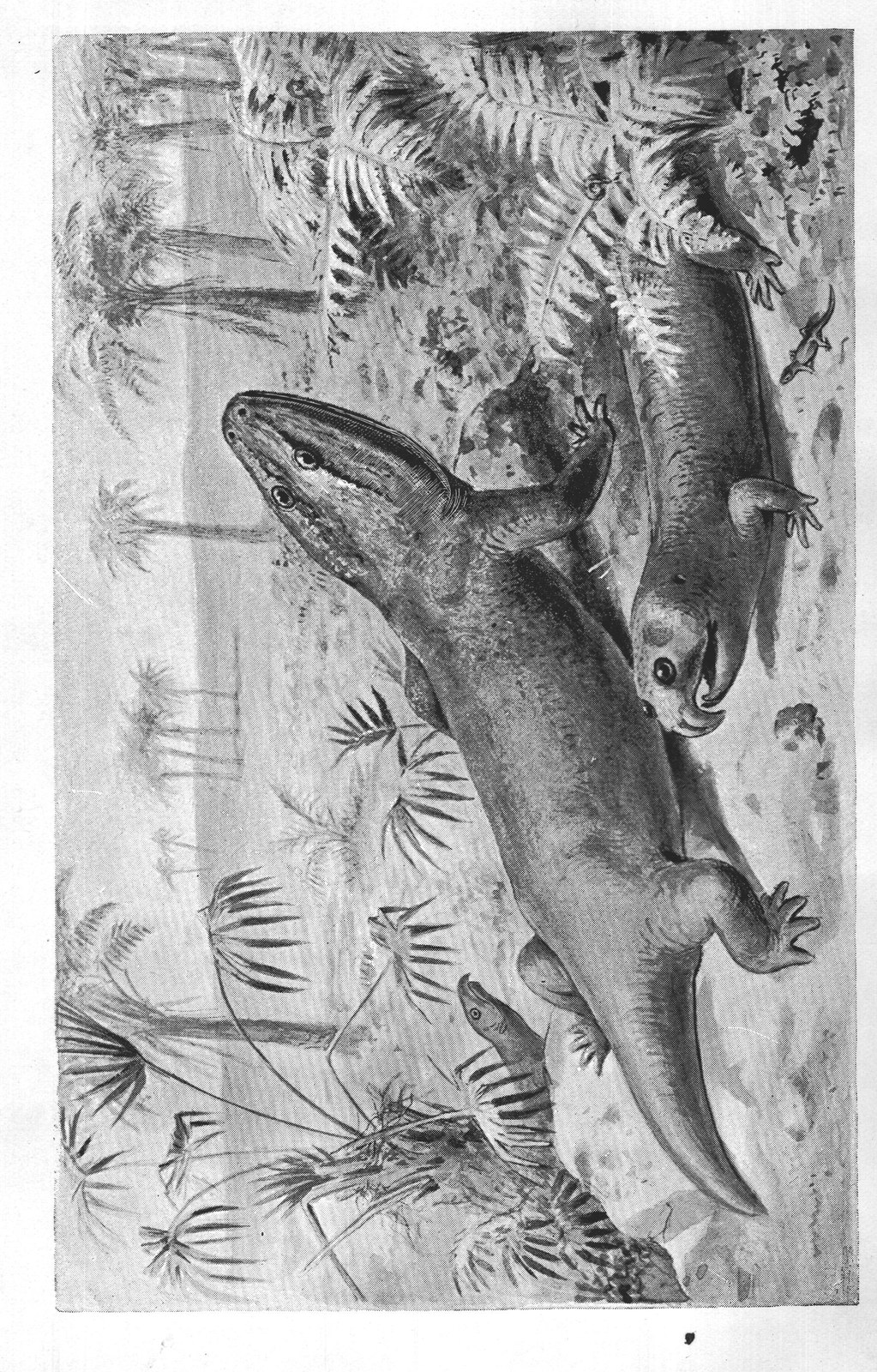 REPTILES AND AN AMPHIBIAN OF THE NEW RED SANDSTONE PERIOD.