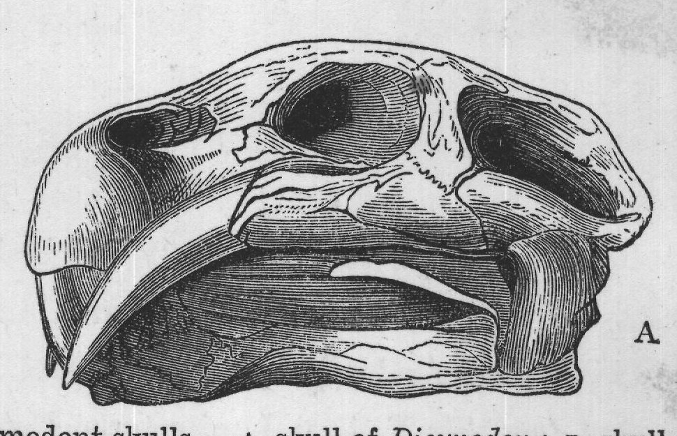 FIG. 26.-Anomodont skulls. A, skull of Dicynodon; B, skull of Oudenodon,