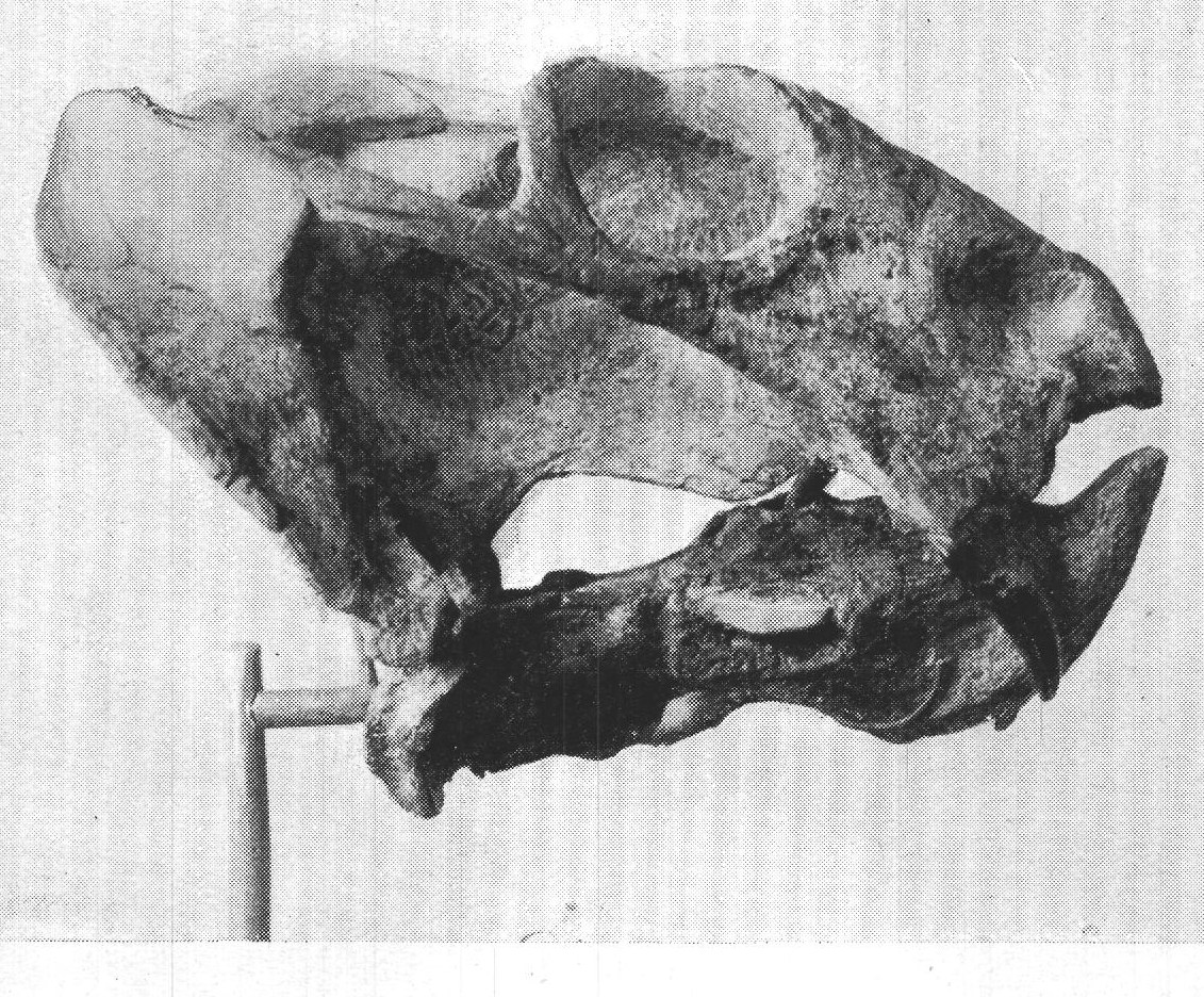 2. SKULL OF DICYNODON TRAUTSCHOELDI.