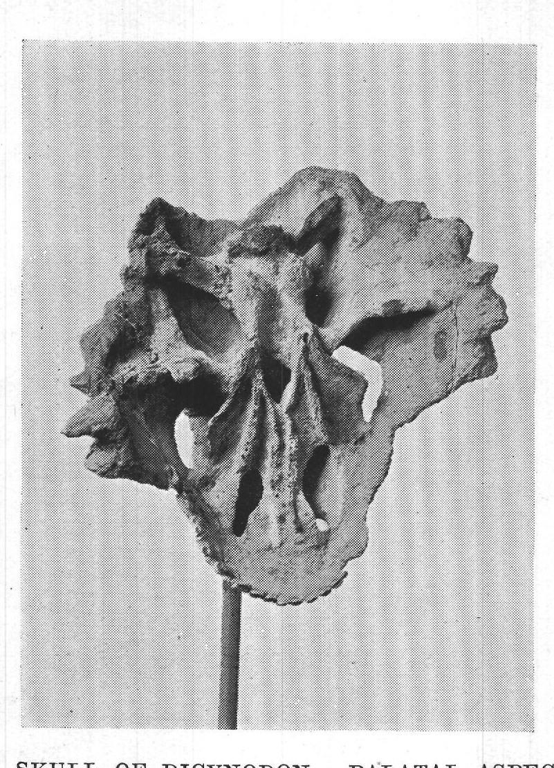 1. SKULL OF DICYNODON. PALATAL ASPECT.