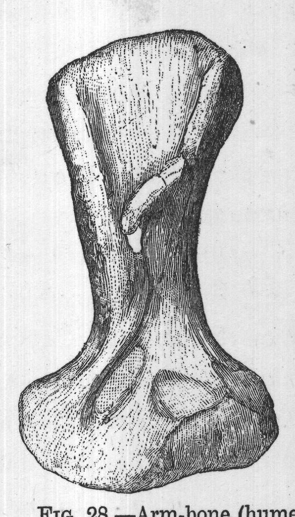 FIG. 28.-Arm-bone (humerus) of