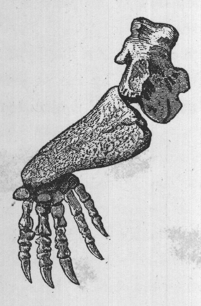 FIG. 27. Fore limb of Dicynodon.