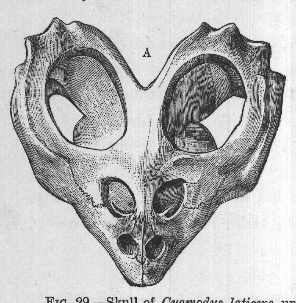 FIG. 29.-Skull of Cyamodus laticeps, upper view (A) and palatal view (B), from