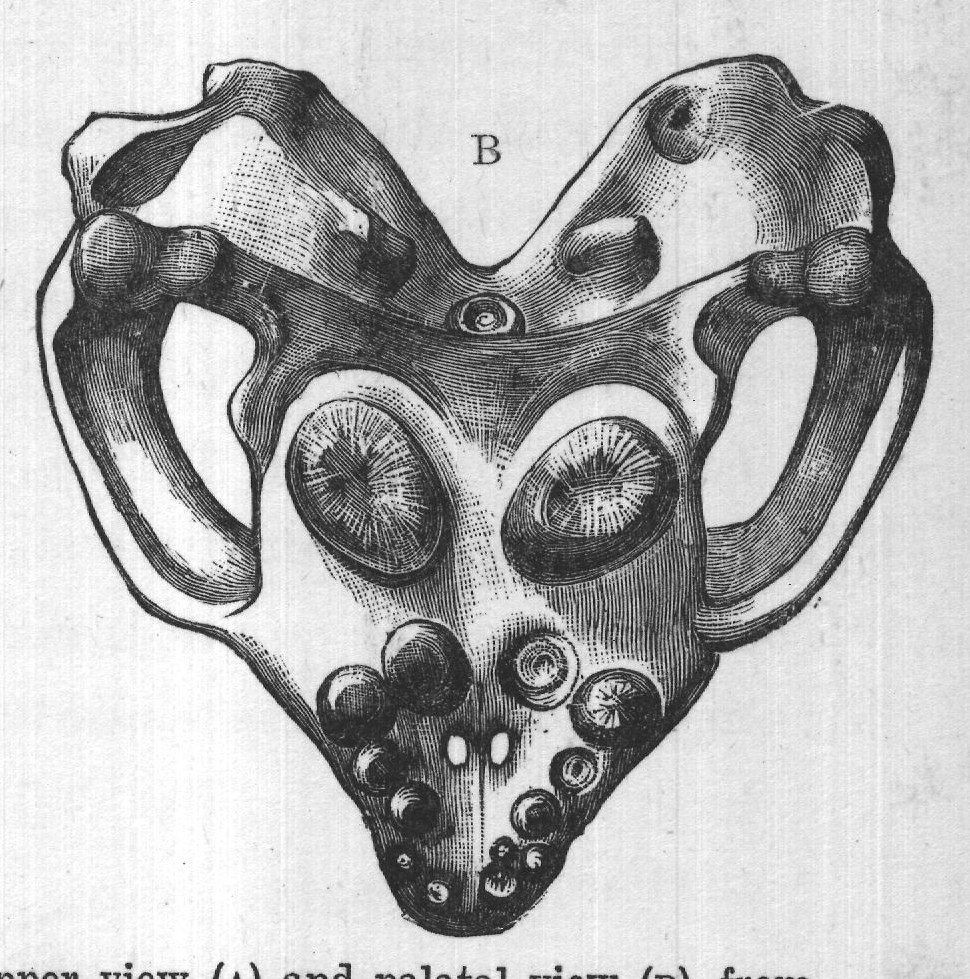 FIG. 29.-Skull of Cyamodus laticeps, upper view (A) and palatal view (B), from
