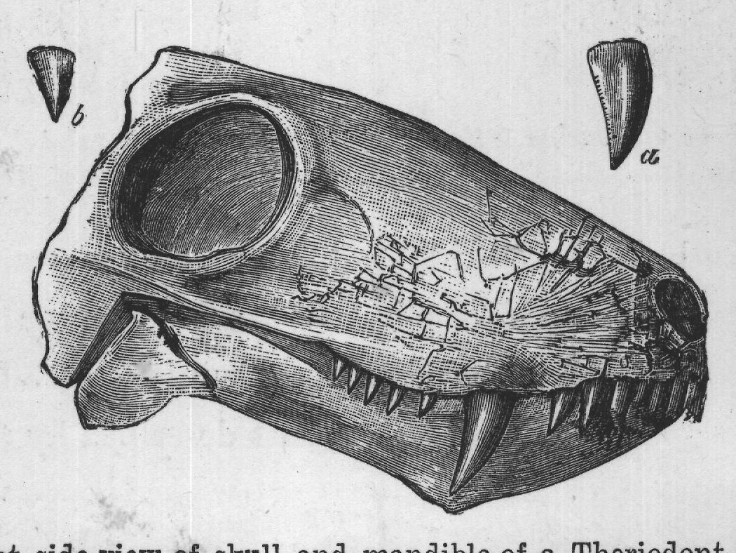 FIG. 31.-Right side-view of skull and mandible of a Theriodont (Ælurosaurus