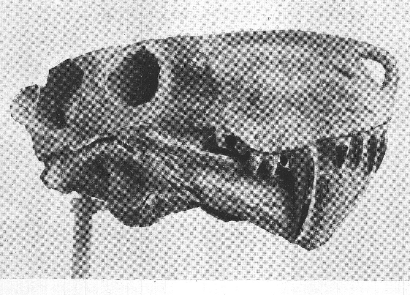 2. SKULL OF INOSTRANSEVIA ALEXANDRI.