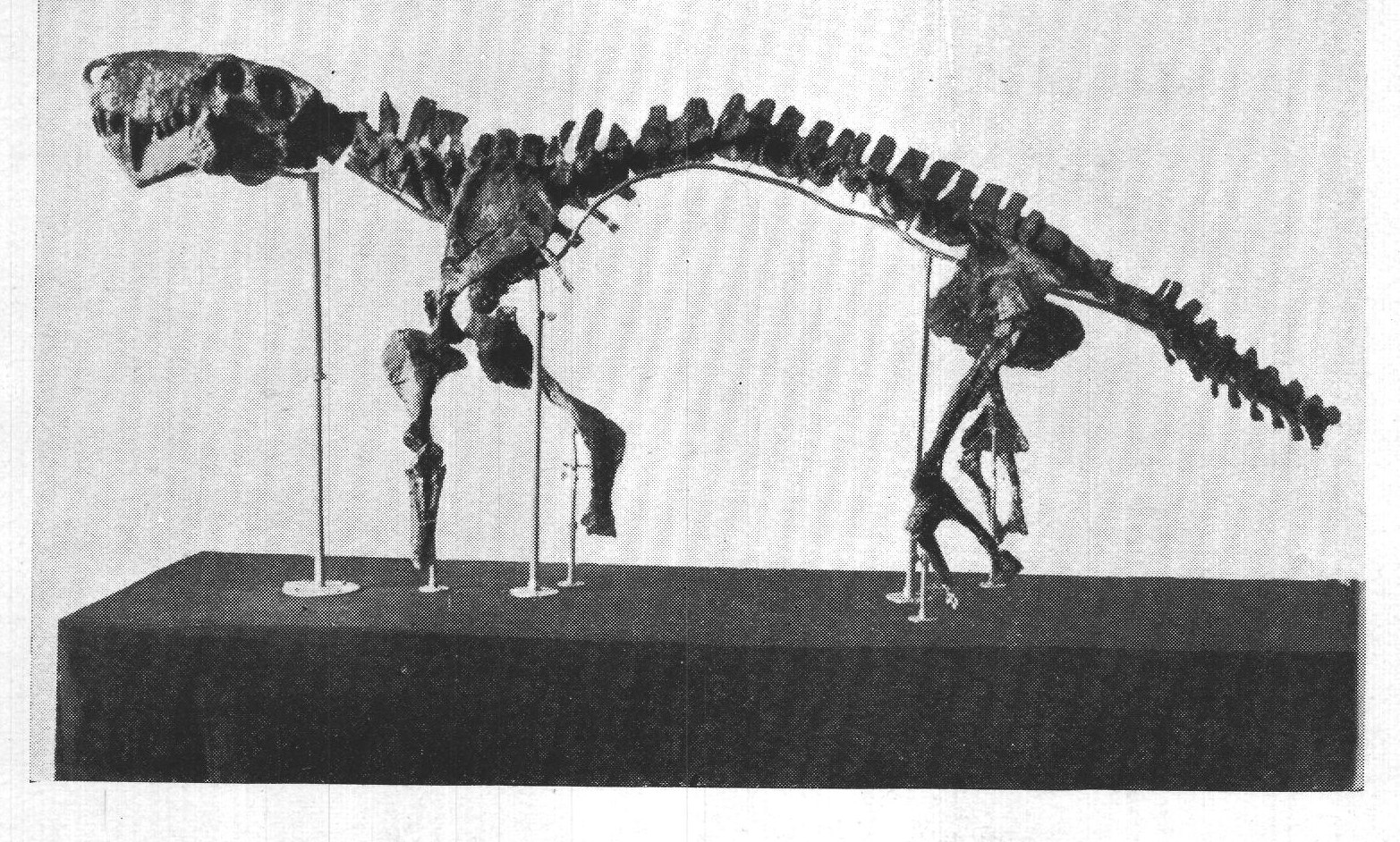 1. SKELETON OF INOSTRANSEVIA ALEXANDRI.