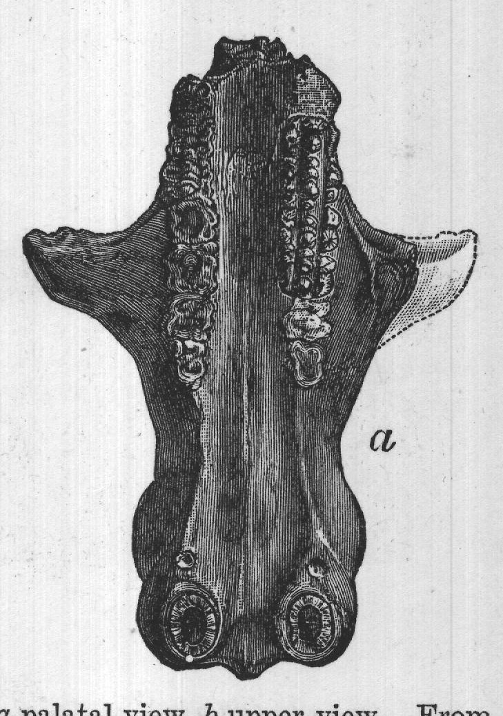 FIG. 32. Skull of Tritylodon longævus, a palatal view, b upper view. From