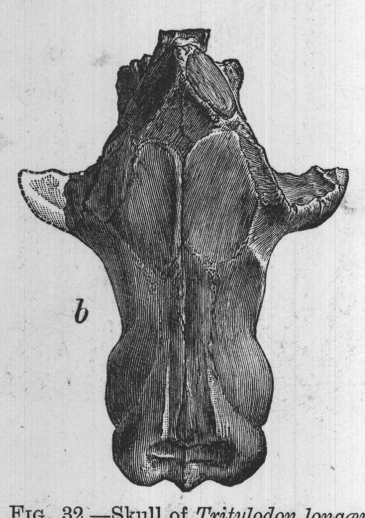 FIG. 32. Skull of Tritylodon longævus, a palatal view, b upper view. From