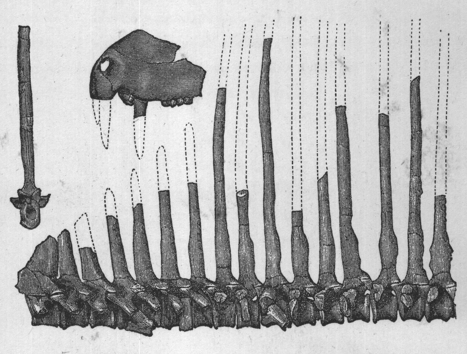 specimen of real interest had already been sent to the British