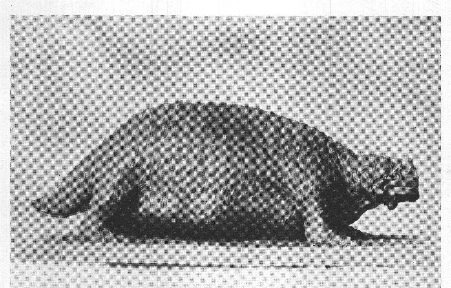 1. MODEL OF PAREIASAURUS KARPINSKII.