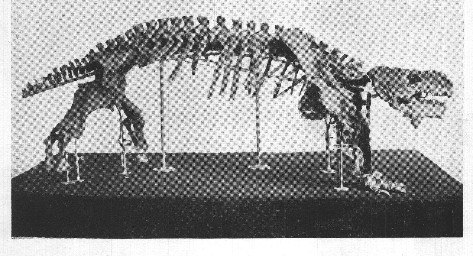 2. SKELETON OF PAREIASAURUS KARPINSKII.