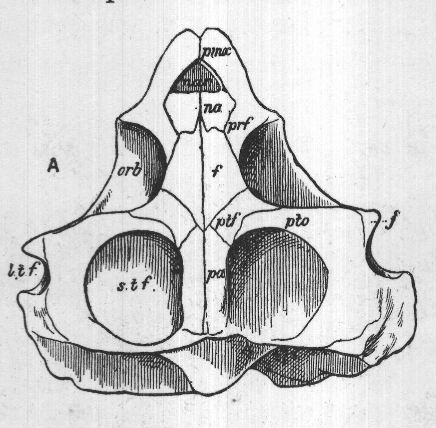 sheath. The fortunate preservation of the skull has brought to