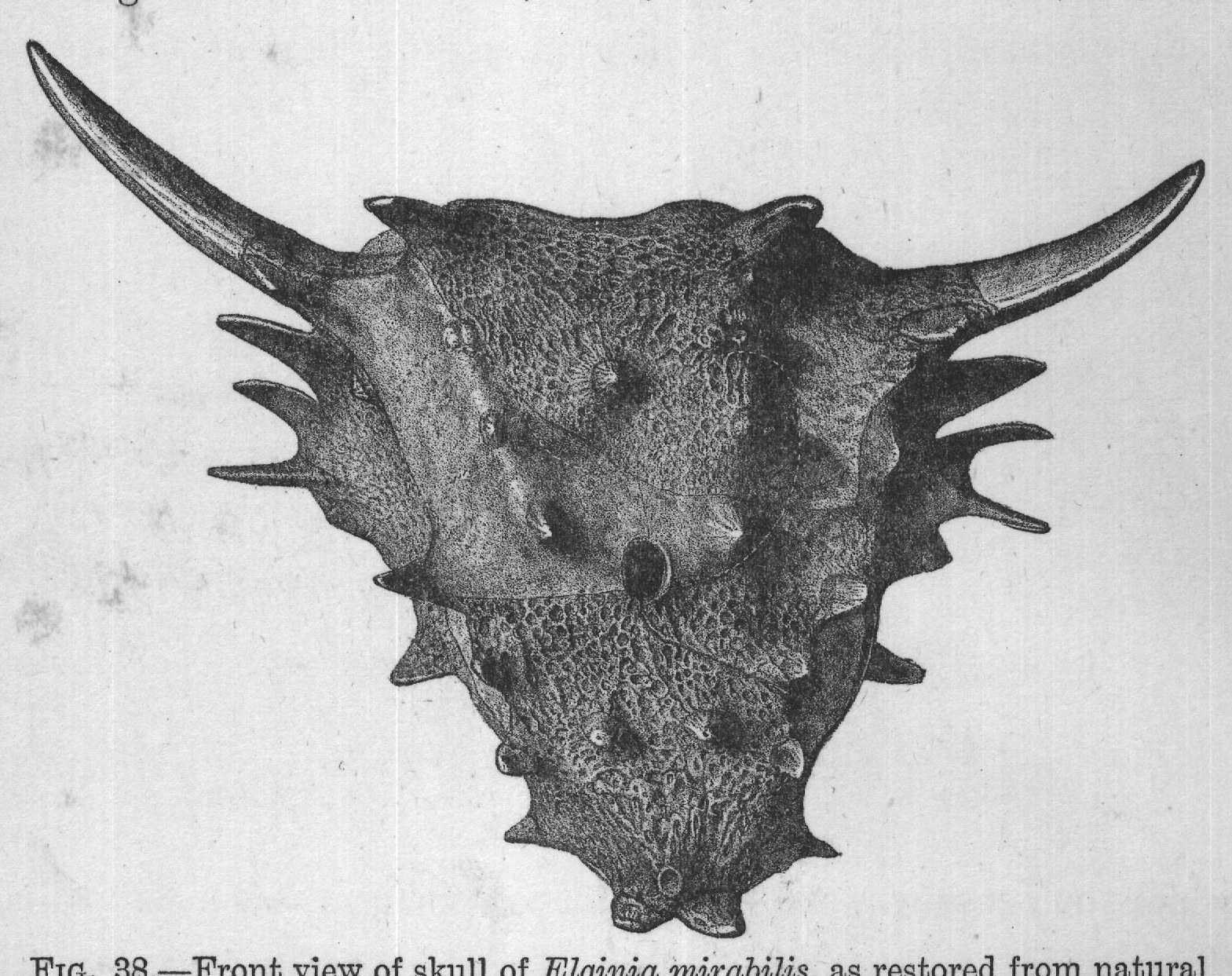 FIG. 38. Front view of skull of Elginia mirabilis, as restored from natural
