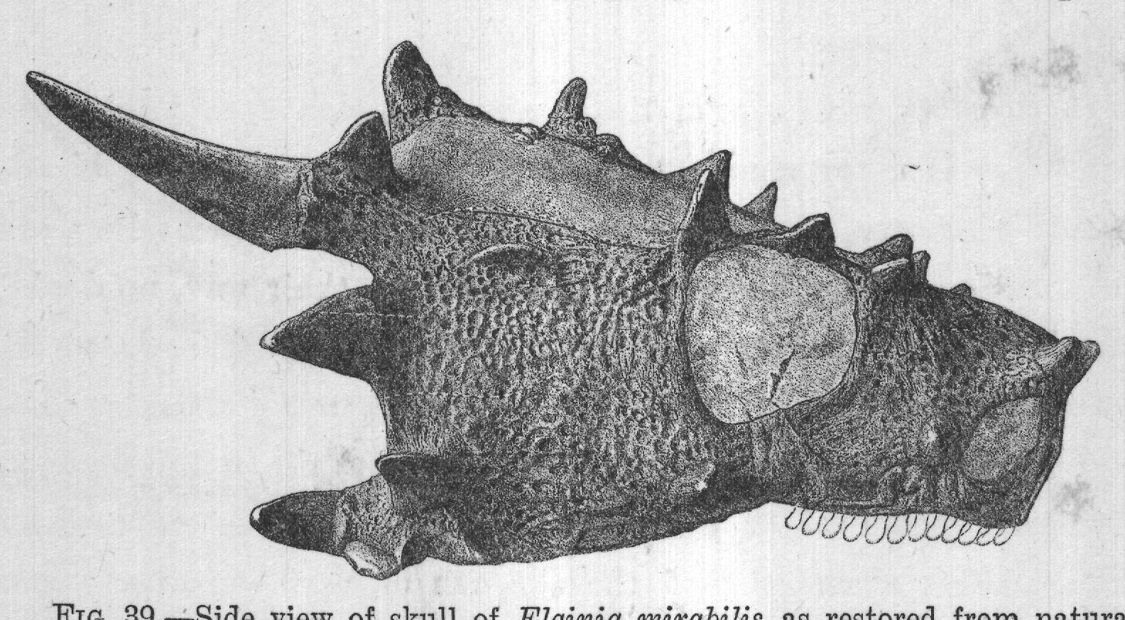 FIG. 39. Side view of skull of Elginia mirabilis, as restored from natural