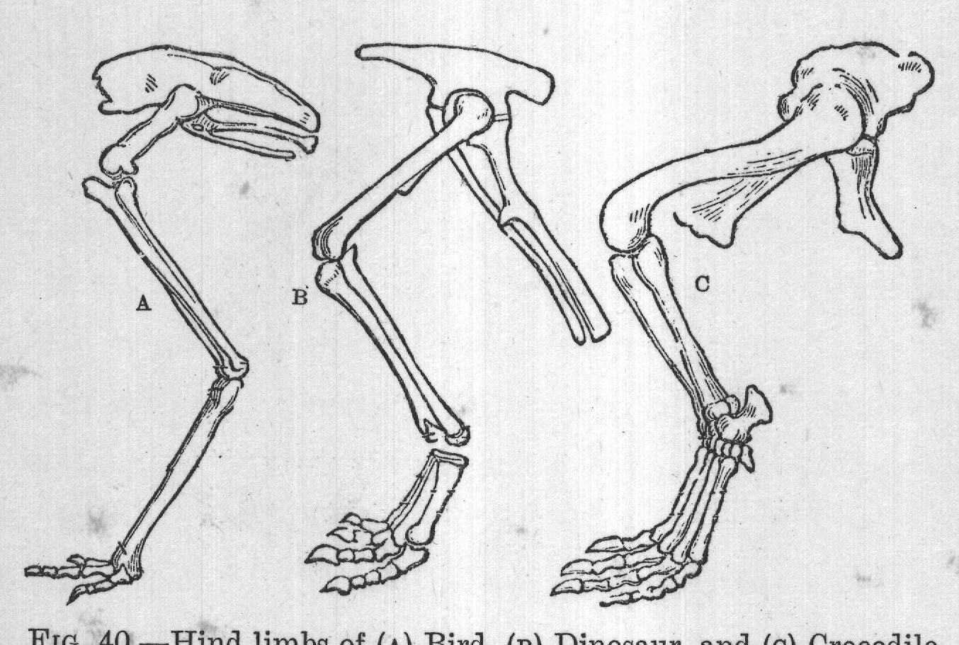 FIG. 40. Hind limbs of (A) Bird, (B) Dinosaur, and (c) Crocodile.