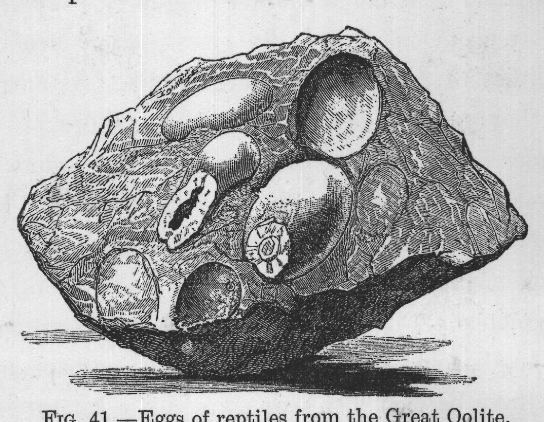FIG. 41. Eggs of reptiles from the Great Oolite.